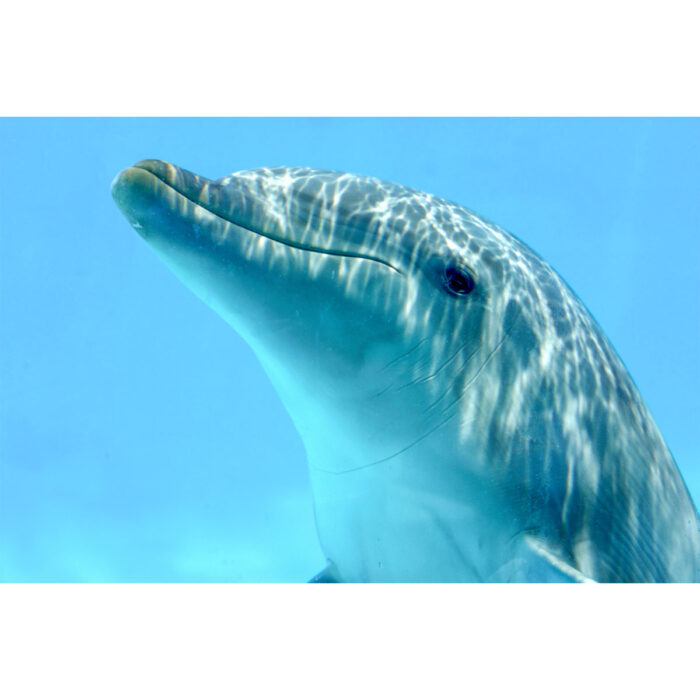 Beautiful Dolphin Closeup will make a perfect background for any fresh or salt water tank or aquarium as well as dry terrariums.