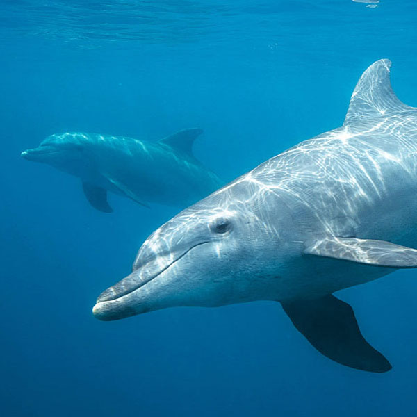 Beautiful Dolphins Underwater will make a perfect background for any fresh or salt water tank or aquarium as well as dry terrariums.