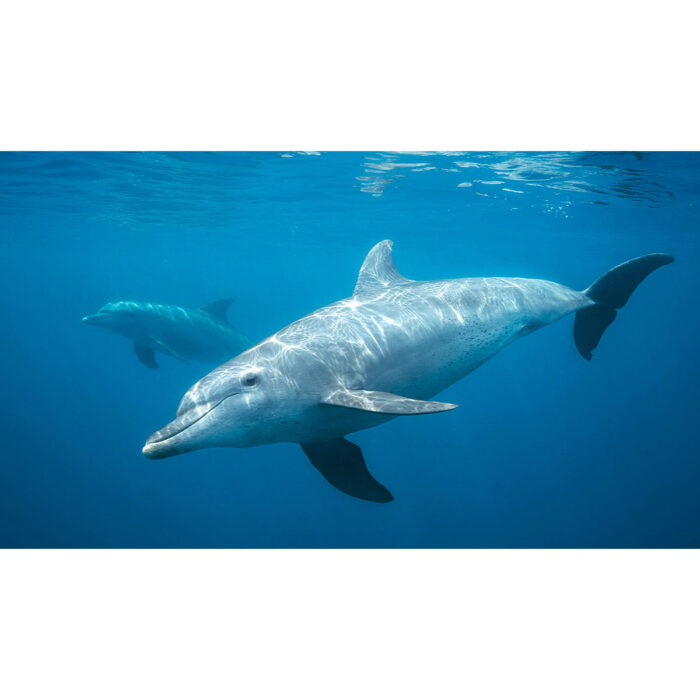 eautiful Dolphins Underwater will make a perfect background for any fresh or salt water tank or aquarium as well as dry terrariums.