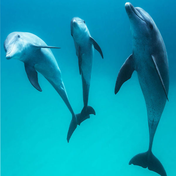 Beautiful Dolphins Underwater II will make a perfect background for any fresh or salt water tank or aquarium as well as dry terrariums.