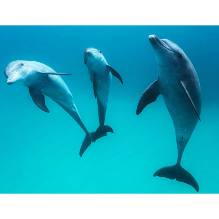 Beautiful Dolphins Underwater II will make a perfect background for any fresh or salt water tank or aquarium as well as dry terrariums.