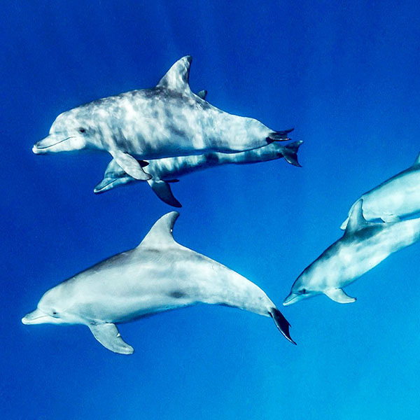 Beautiful Dolphins Underwater IV will make a perfect background for any fresh or salt water tank or aquarium as well as dry terrariums.