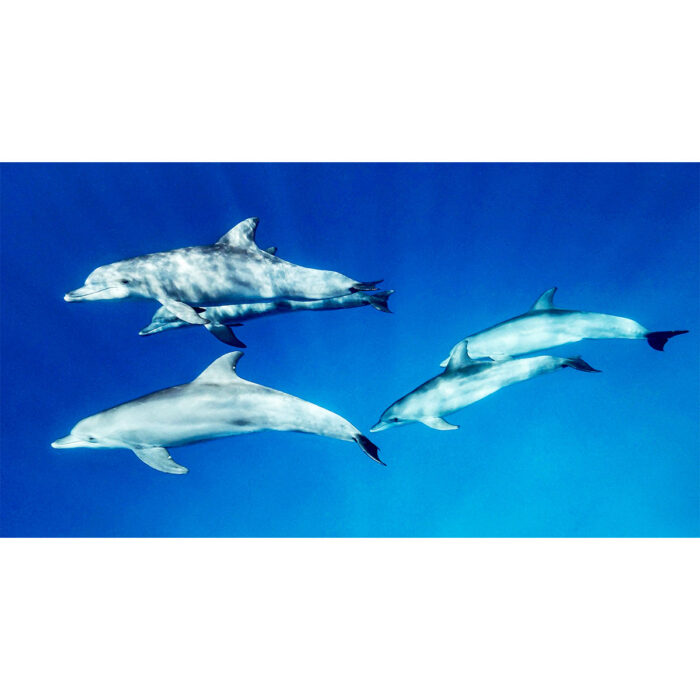 Beautiful Dolphins Underwater IV will make a perfect background for any fresh or salt water tank or aquarium as well as dry terrariums.