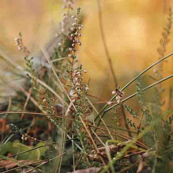 Beautiful Heather Blooming will make a perfect background for any fresh or salt water tank or aquarium as well as dry terrariums.