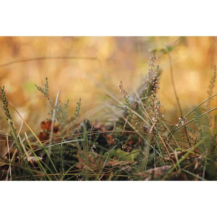 Beautiful Heather Blooming will make a perfect background for any fresh or salt water tank or aquarium as well as dry terrariums.