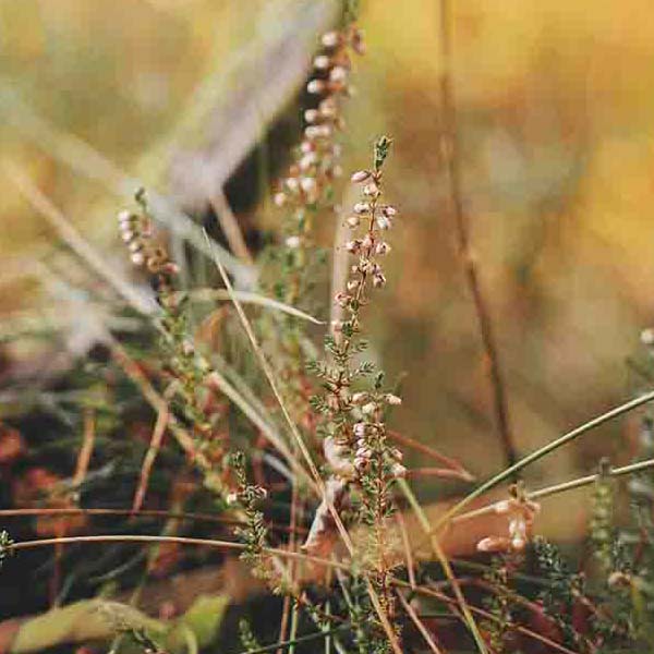 Beautiful Heather Blooming II will make a perfect background for any fresh or salt water tank or aquarium as well as dry terrariums.