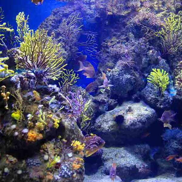 Beautiful Marine Animals will make a perfect background for any fresh or salt water tank or aquarium as well as dry terrariums.