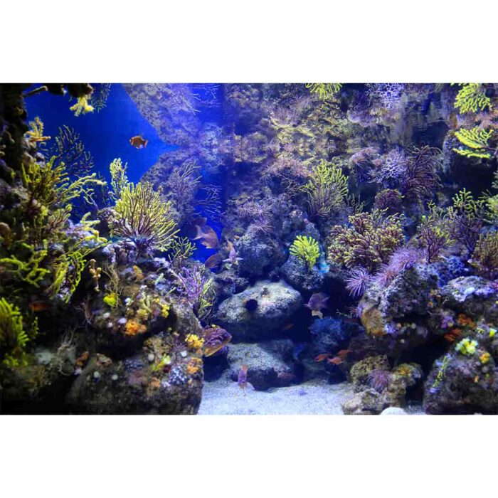 Beautiful Marine Animals will make a perfect background for any fresh or salt water tank or aquarium as well as dry terrariums.