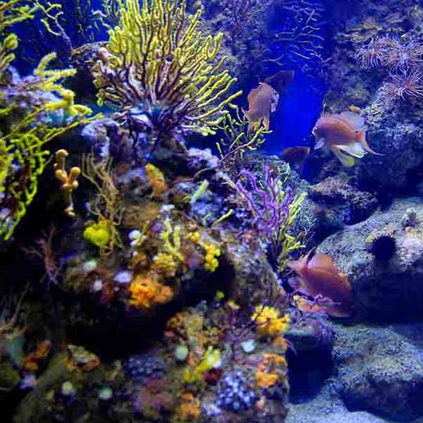 Beautiful Marine Aquarium will make a perfect background for any fresh or salt water tank or aquarium as well as dry terrariums.