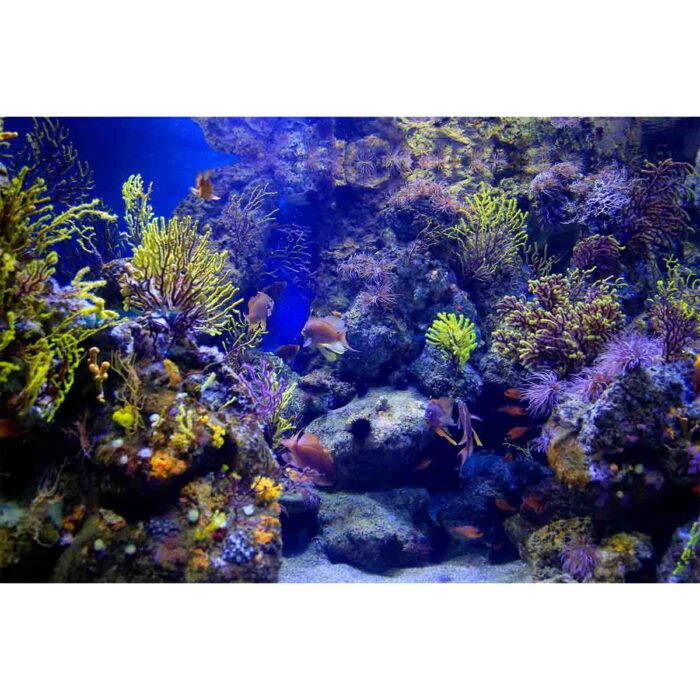 Beautiful Marine Aquarium will make a perfect background for any fresh or salt water tank or aquarium as well as dry terrariums.