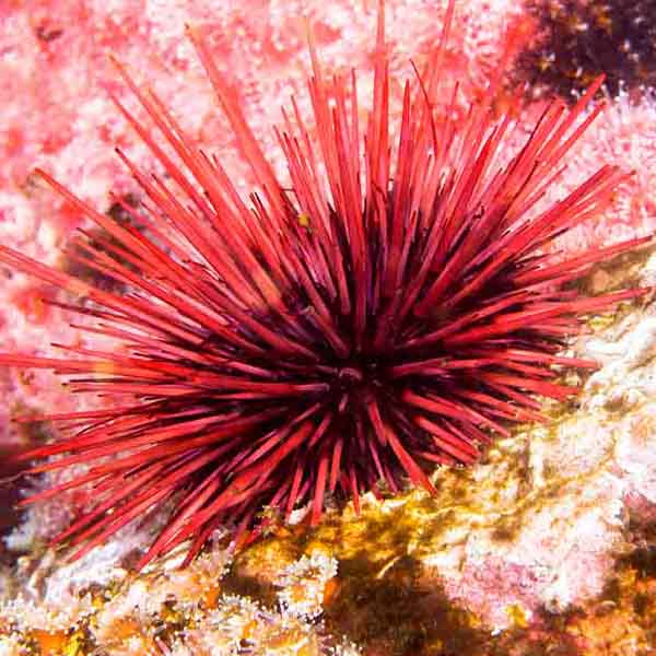 Beautiful Sea Urchin will make a perfect background for any fresh or salt water tank or aquarium as well as dry terrariums.