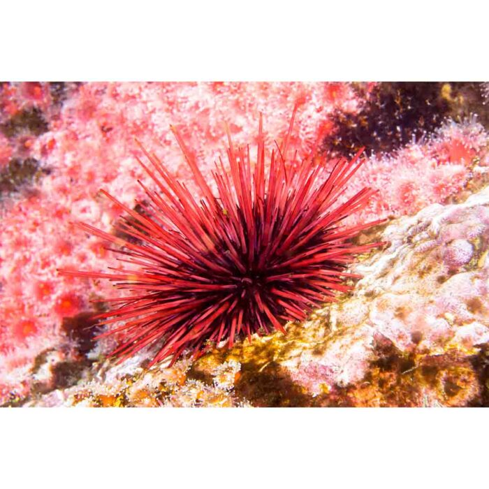 Beautiful Sea Urchin will make a perfect background for any fresh or salt water tank or aquarium as well as dry terrariums.