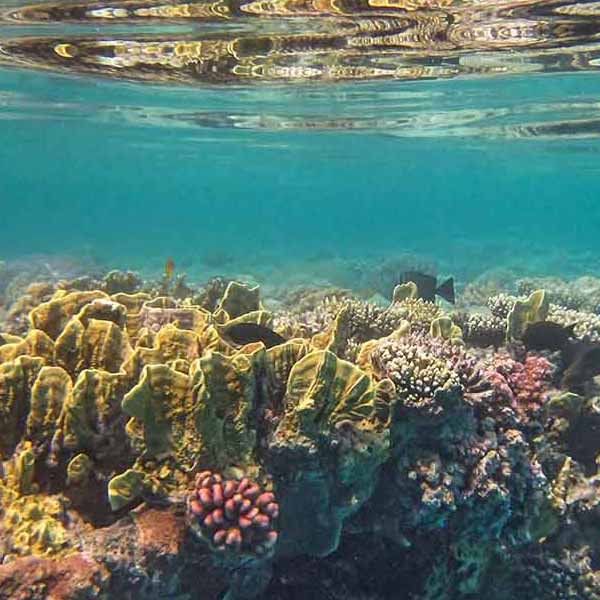 Beautiful Underwater Panoramic will make a perfect background for any fresh or salt water tank or aquarium as well as dry terrariums.