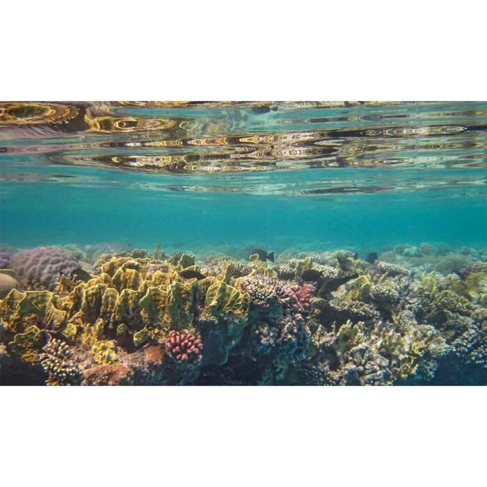 Beautiful Underwater Panoramic will make a perfect background for any fresh or salt water tank or aquarium as well as dry terrariums.