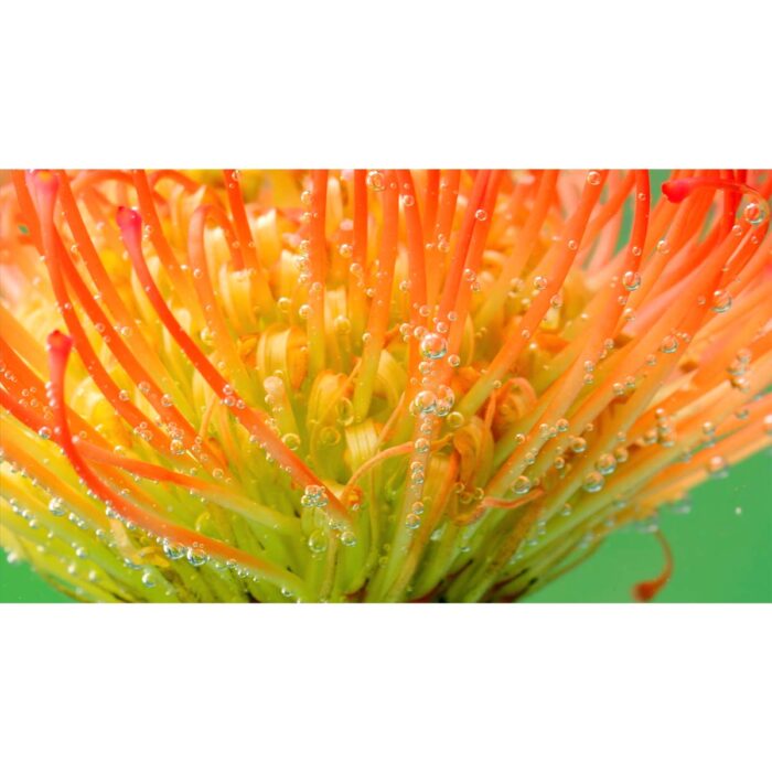 Beautiful Underwater Stamen will make a perfect background for any fresh or salt water tank or aquarium as well as dry terrariums.