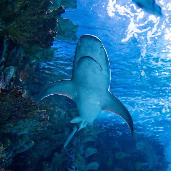 Below Small Shark will make a perfect background for any fresh or salt water tank or aquarium as well as dry terrariums.