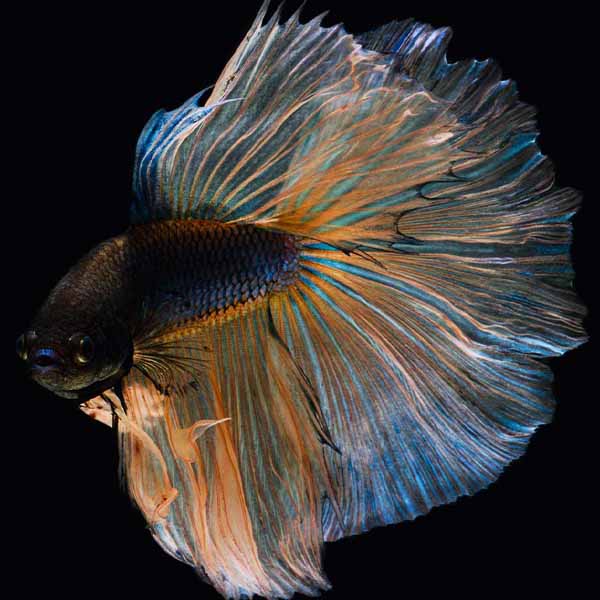 Big Flowing Fin will make a perfect background for any fresh or salt water tank or aquarium as well as dry terrariums.