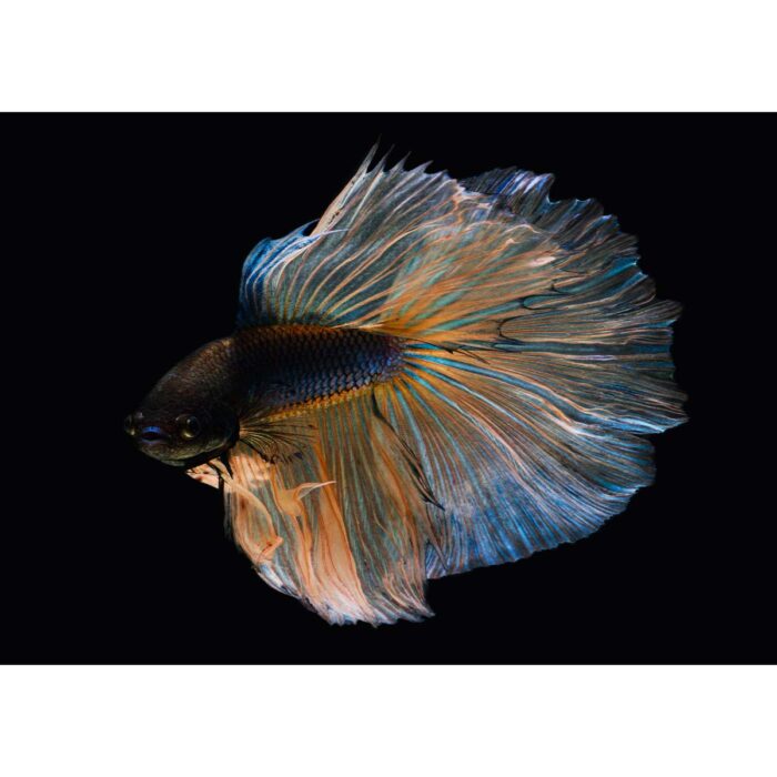 Big Flowing Fin will make a perfect background for any fresh or salt water tank or aquarium as well as dry terrariums.