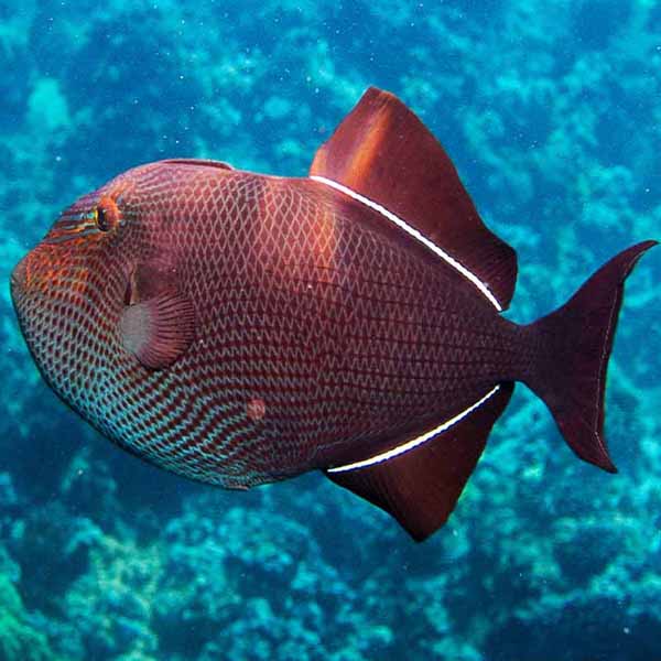 Big Red Fish will make a perfect background for any fresh or salt water tank or aquarium as well as dry terrariums.