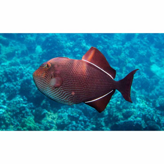 Big Red Fish will make a perfect background for any fresh or salt water tank or aquarium as well as dry terrariums.