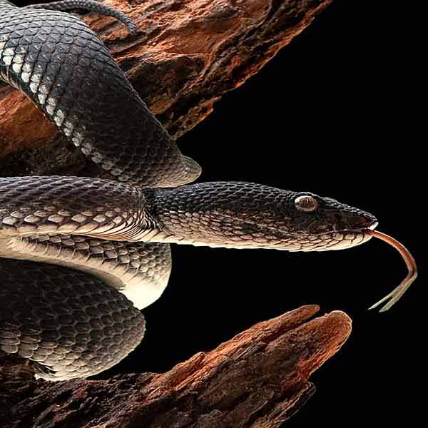 Black Pit Viper will make a perfect background for any fresh or salt water tank or aquarium as well as dry terrariums.