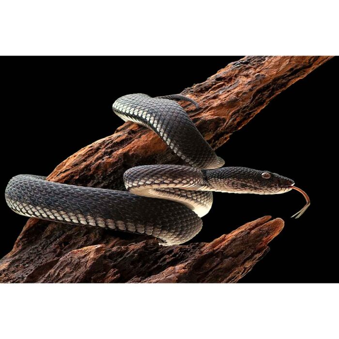 Black Pit Viper will make a perfect background for any fresh or salt water tank or aquarium as well as dry terrariums.