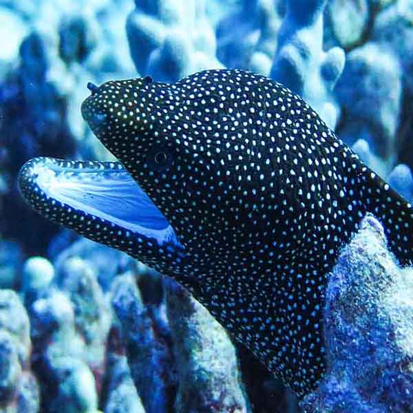 Black White Eel will make a perfect background for any fresh or salt water tank or aquarium as well as dry terrariums.