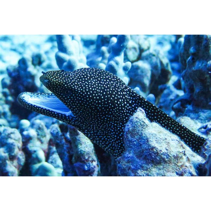 Black White Eel will make a perfect background for any fresh or salt water tank or aquarium as well as dry terrariums.