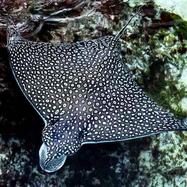 Black White Stingray will make a perfect background for any fresh or salt water tank or aquarium as well as dry terrariums.