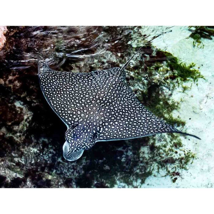 Black White Stingray will make a perfect background for any fresh or salt water tank or aquarium as well as dry terrariums.