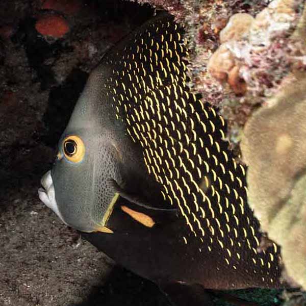 Black Yellow Fish will make a perfect background for any fresh or salt water tank or aquarium as well as dry terrariums.