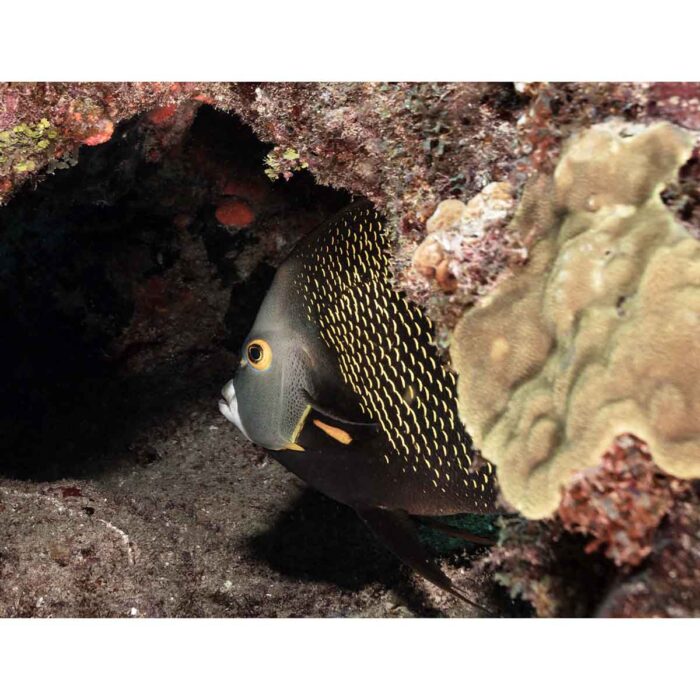 Black Yellow Fish will make a perfect background for any fresh or salt water tank or aquarium as well as dry terrariums.