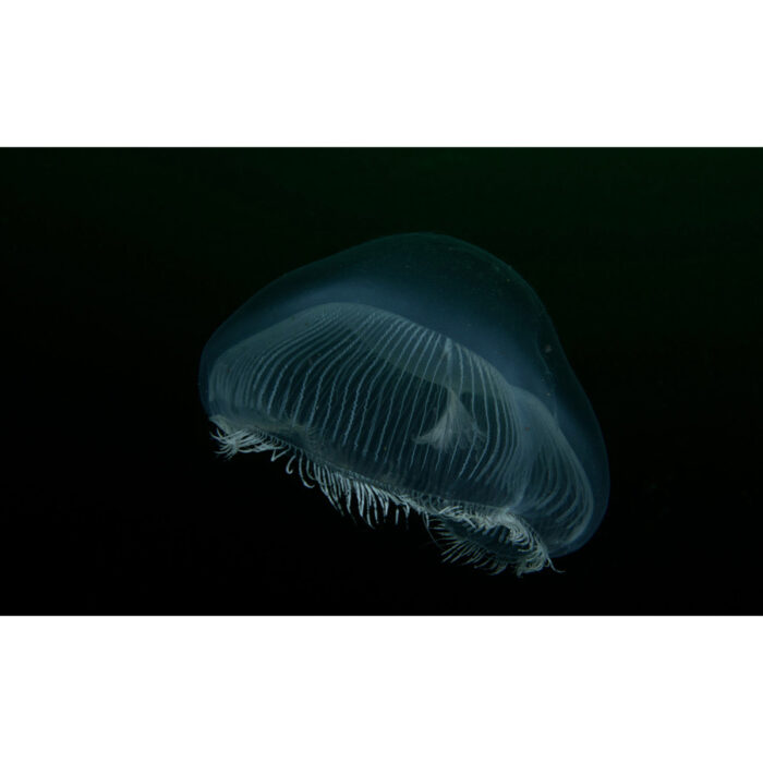 Blackout Transparent Jellyfish will make a perfect background for any fresh or salt water tank or aquarium as well as dry terrariums.