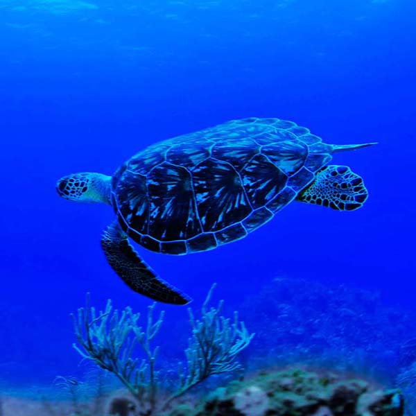 Blue Ocean Turtle will make a perfect background for any fresh or salt water tank or aquarium as well as dry terrariums.