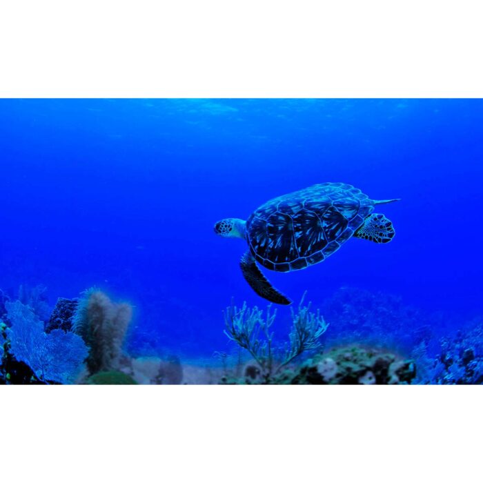 Blue Ocean Turtle will make a perfect background for any fresh or salt water tank or aquarium as well as dry terrariums.