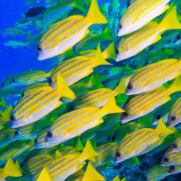 Blue Striped Snapper will make a perfect background for any fresh or salt water tank or aquarium as well as dry terrariums.