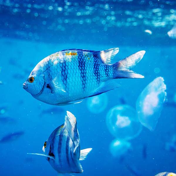 Blue Surface Fish will make a perfect background for any fresh or salt water tank or aquarium as well as dry terrariums.