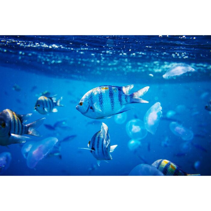 Blue Surface Fish will make a perfect background for any fresh or salt water tank or aquarium as well as dry terrariums.