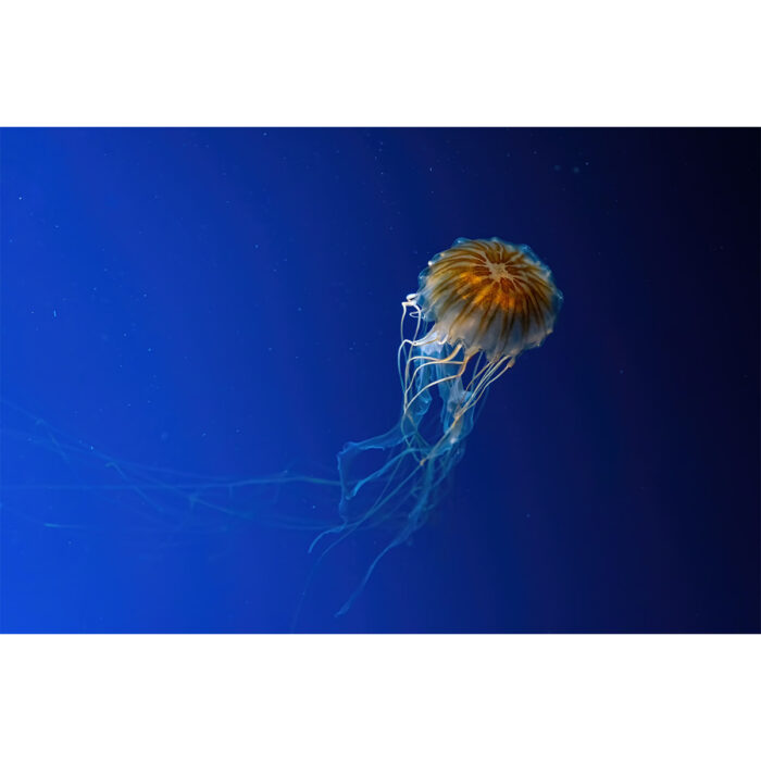 Brown Colored Jellyfish will make a perfect background for any fresh or salt water tank or aquarium as well as dry terrariums.