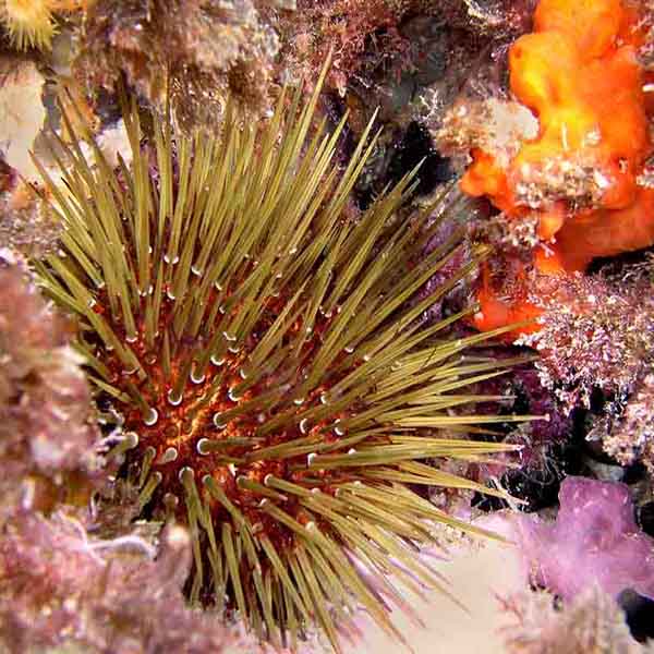 Cabo Sea Urchin will make a perfect background for any fresh or salt water tank or aquarium as well as dry terrariums.