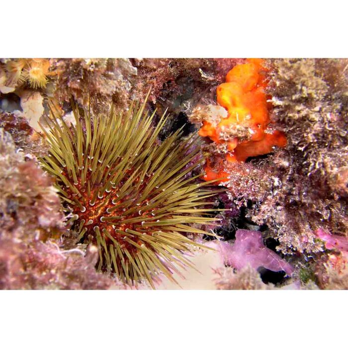 Cabo Sea Urchin will make a perfect background for any fresh or salt water tank or aquarium as well as dry terrariums.