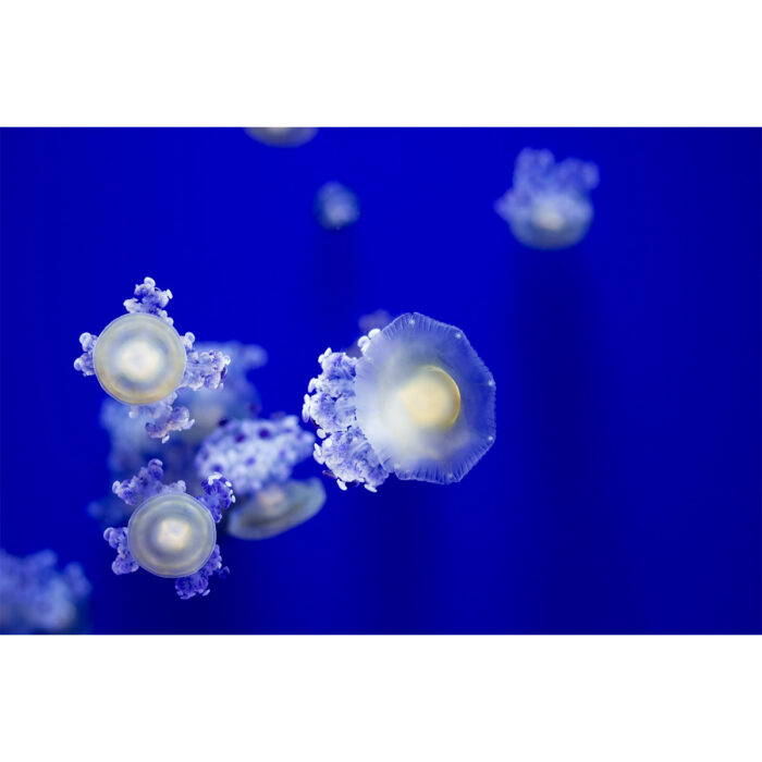 Clear Jellyfish Beauty will make a perfect background for any fresh or salt water tank or aquarium as well as dry terrariums.