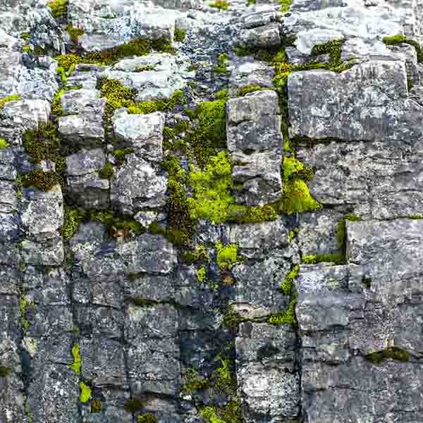 Cliff Side Moss will make a perfect background for any fresh or salt water tank or aquarium as well as dry terrariums.