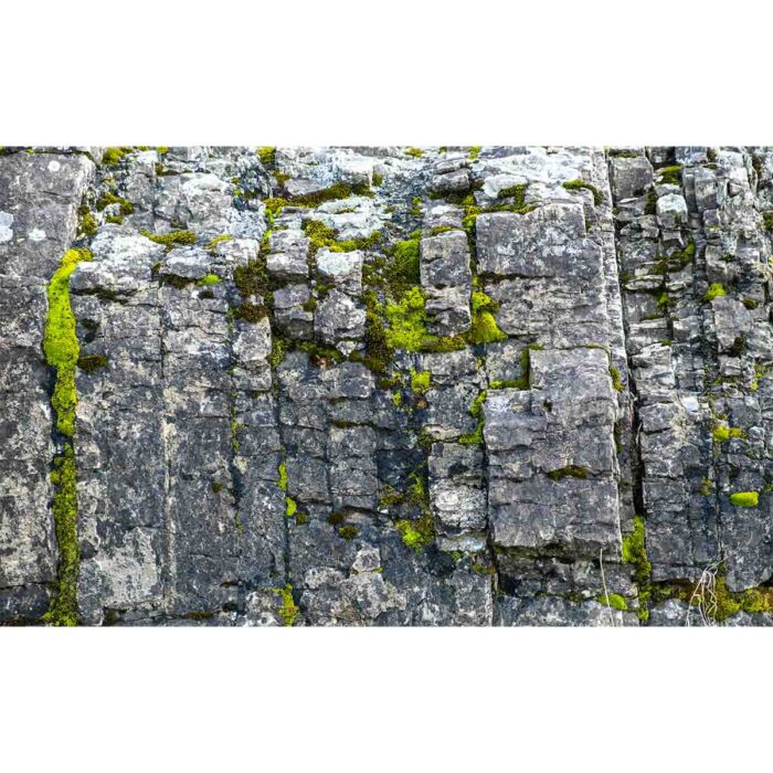 Cliff Side Moss will make a perfect background for any fresh or salt water tank or aquarium as well as dry terrariums.