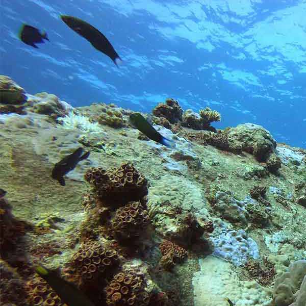 Closeup Coral Rock will make a perfect background for any fresh or salt water tank or aquarium as well as dry terrariums.