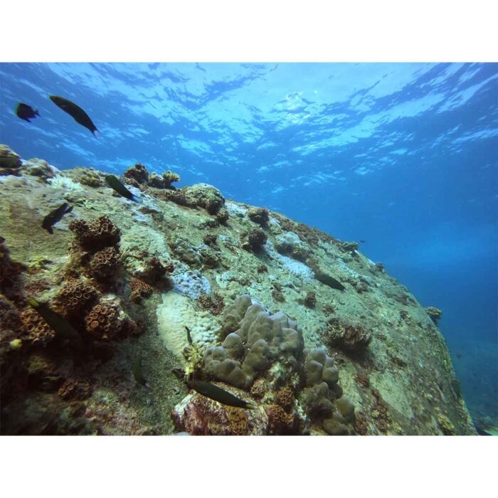 Closeup Coral Rock will make a perfect background for any fresh or salt water tank or aquarium as well as dry terrariums.