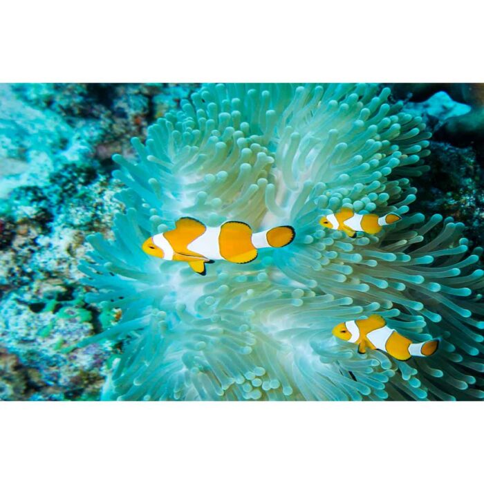 Clown Coral Group will make a perfect background for any fresh or salt water tank or aquarium as well as dry terrariums.