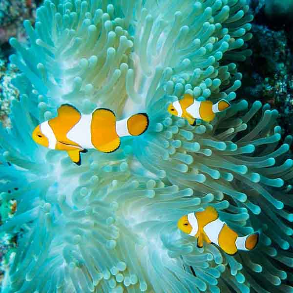 Clown Coral Group will make a perfect background for any fresh or salt water tank or aquarium as well as dry terrariums.