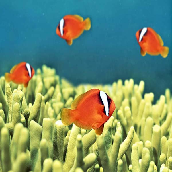 Clownfish Circling Coral will make a perfect background for any fresh or salt water tank or aquarium as well as dry terrariums.