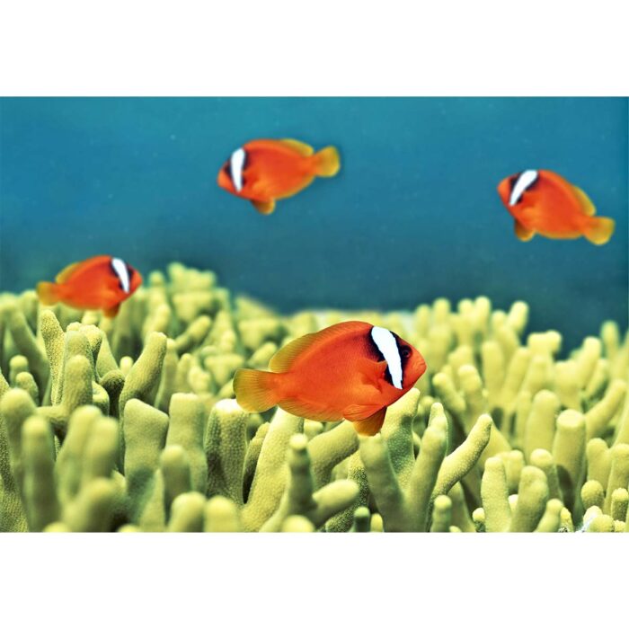 Clownfish Circling Coral will make a perfect background for any fresh or salt water tank or aquarium as well as dry terrariums.